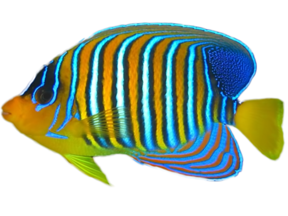 multicolored fish